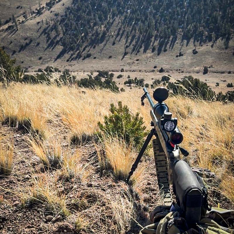 Brandy Colorado Buck