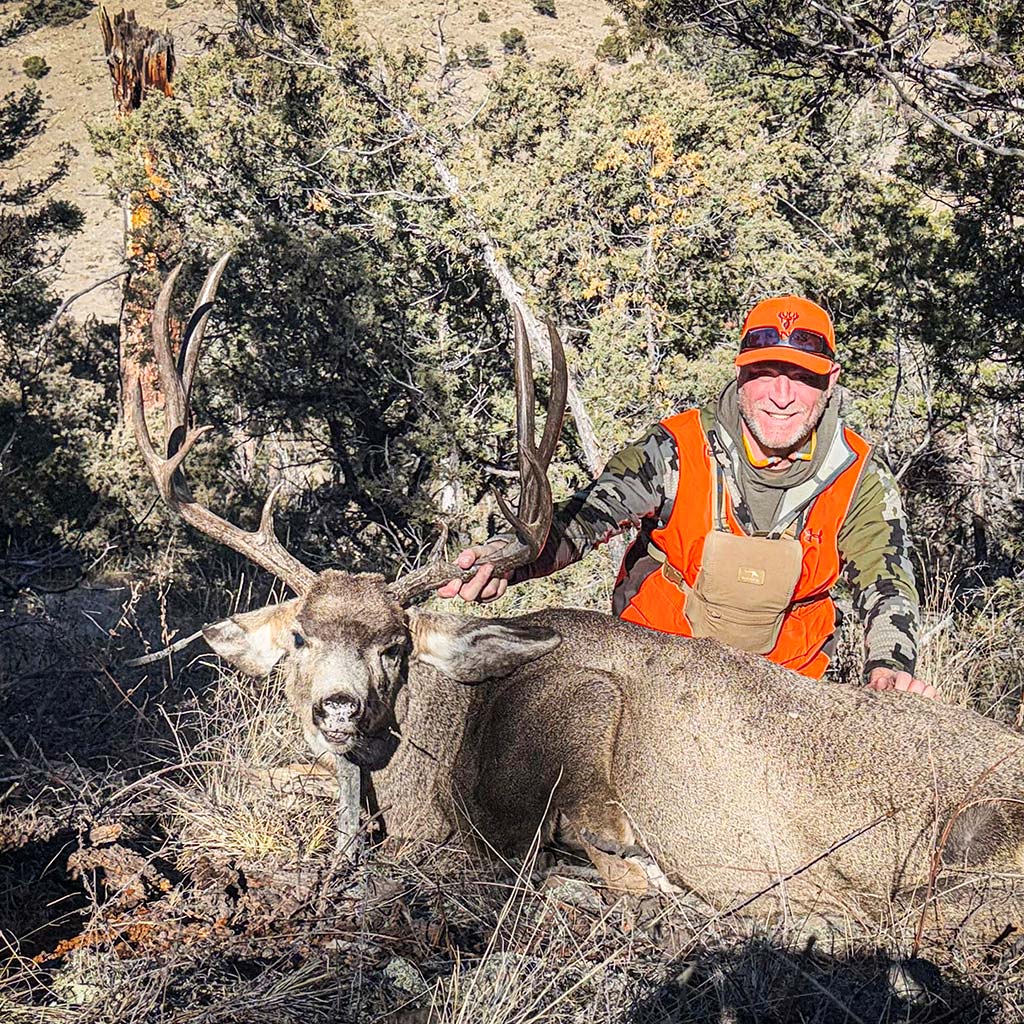 Brandy Colorado Buck
