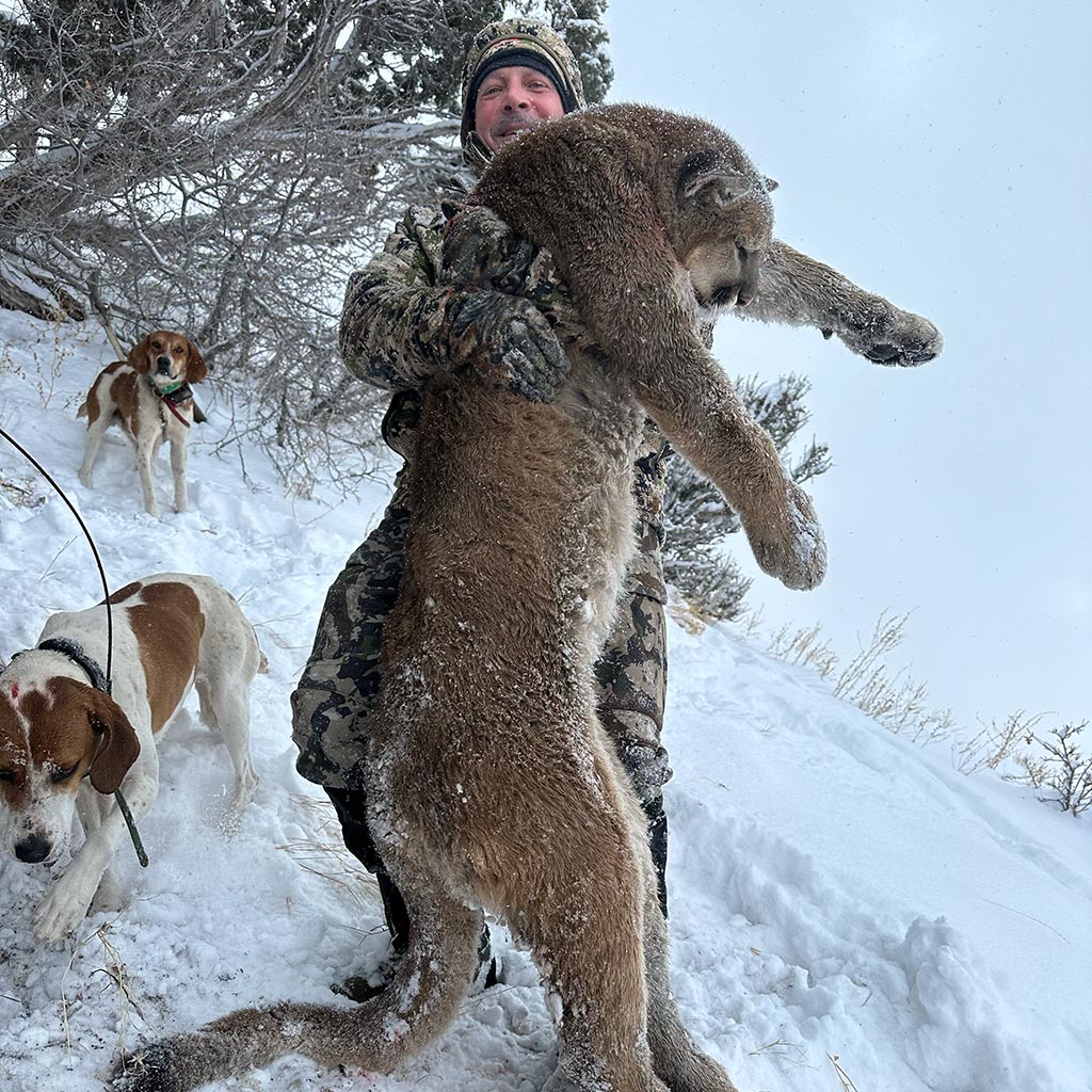 Mtn Lion Hunts Available