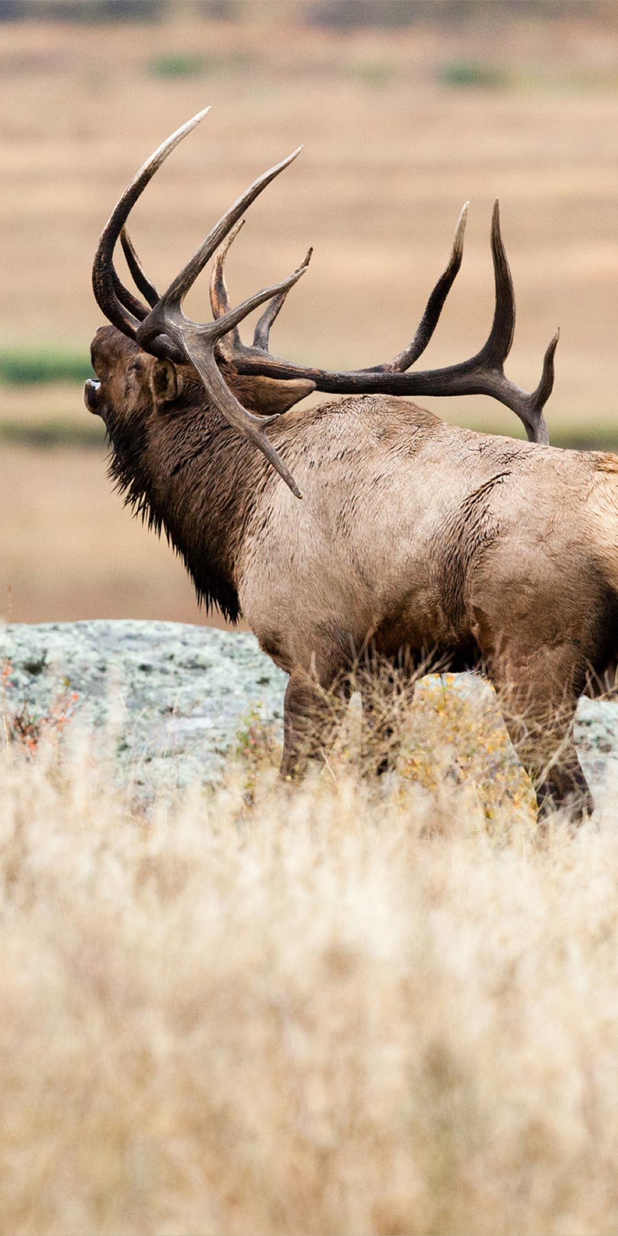 Bull Elk Hunts