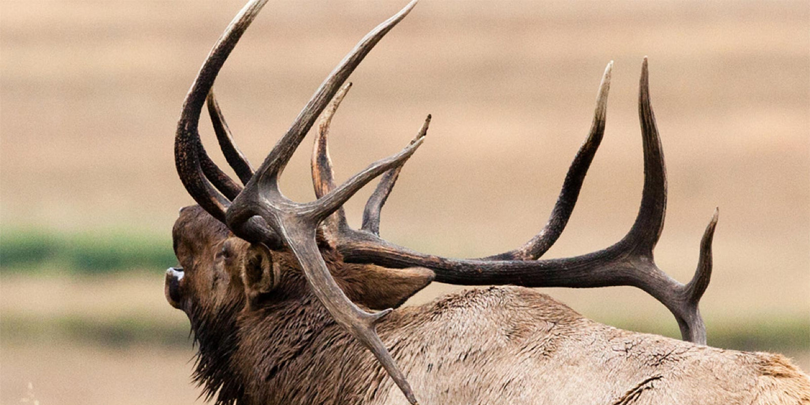Bull Elk Hunts