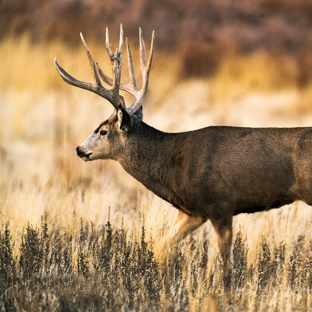 Mule Deer Hunts Available