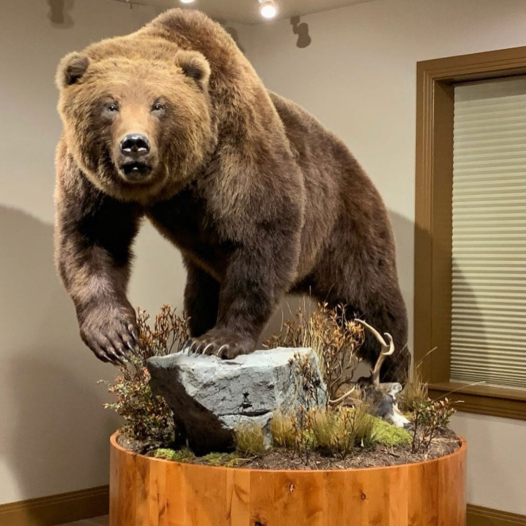 Taxidermist & Taxidermy Work