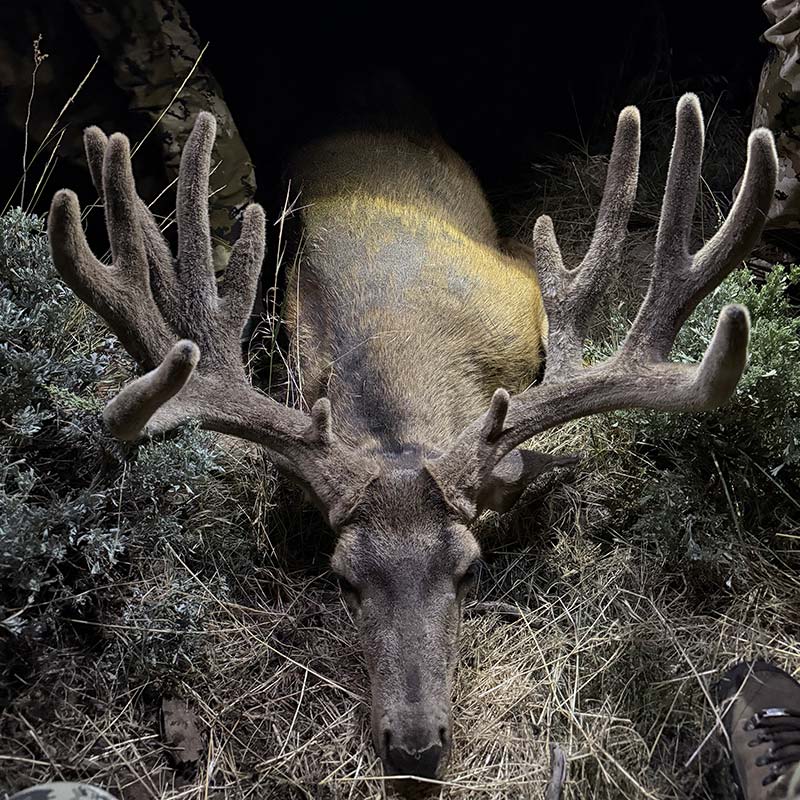 Tayts Buck "Moose"