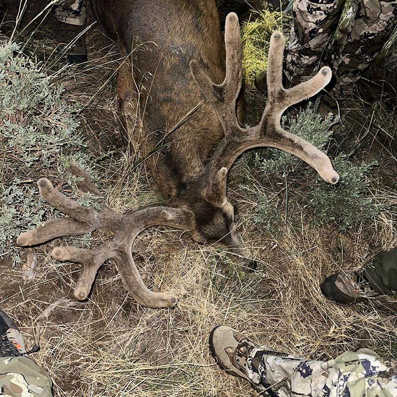 Tayts Buck "Moose"