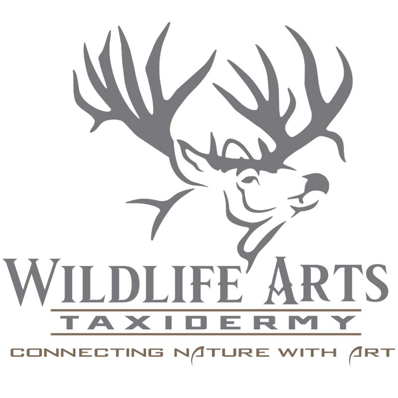 Wildlife Arts Taxidermy