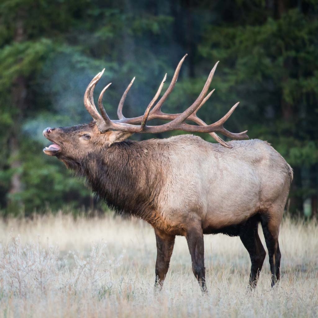 Trophy Elk Hunts
